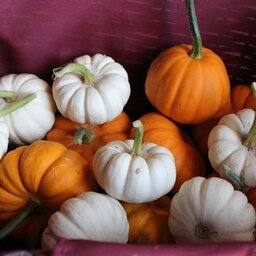 Courge mini jack be little et baby boo