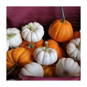 Courge mini jack be little et baby boo