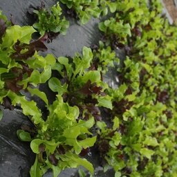 Mesclun