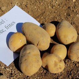 Pomme de terre (marabel)