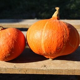 Potimarron