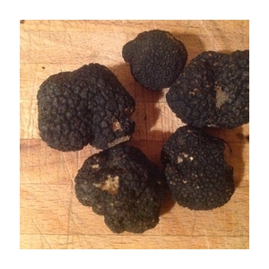 Truffe ' tuber uncinatum