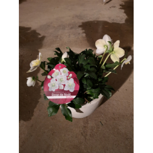 Rose de noël (hellebore)