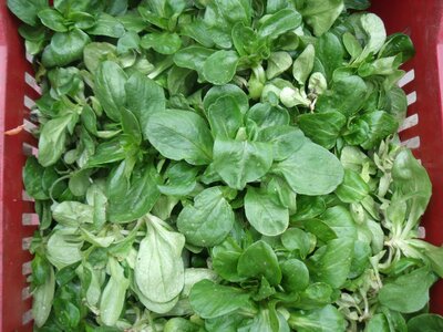 Salade mâche