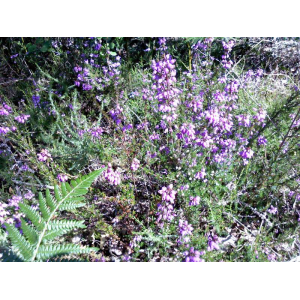 🐝miel de bruyère