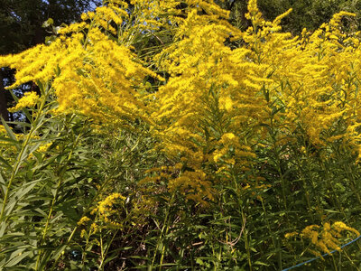 🐝miel fleurs d'été