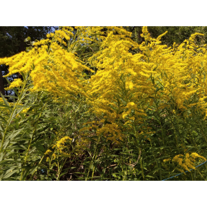 🐝miel fleurs d'été