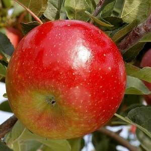 Pommes pitchounettes bio