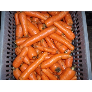 Carottes au kg