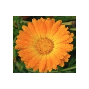 Capitules de calendula