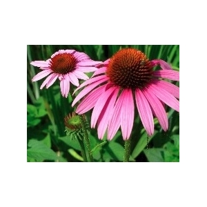 Echinacea