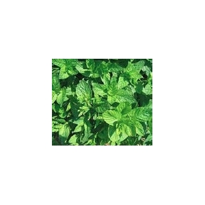 Menthe marocaine nanah