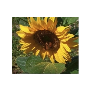 Ligules de tournesol