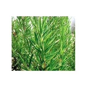 Boite saupoudreur romarin poudre