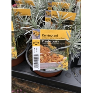 Plante de curry
