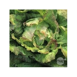 Plant de batavia rouge (x 12)