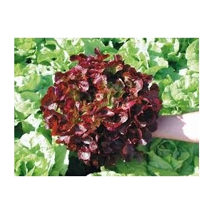 Plant feuille de chene rouge  x 12