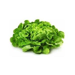 Plant feuille de chene blonde  x 12