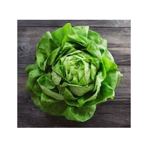 Plant de laitue  ( x 12 )