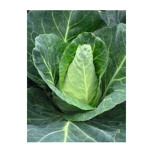 Plant de chou pointu (x 6)