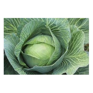 Plant de chou rond farao (x 6)