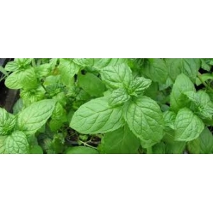 Plant de menthe verte  : aromatique