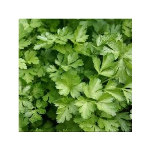 Plant de persil plat : aromatique