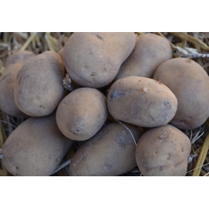 Pomme de terre charlotte