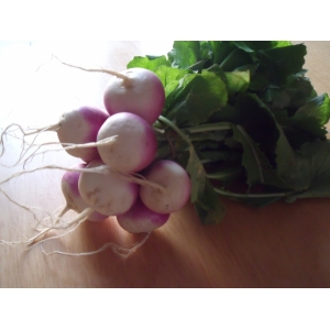 Navets nouveaux en bottes