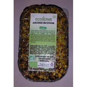 Graines germées alfalfa et broc