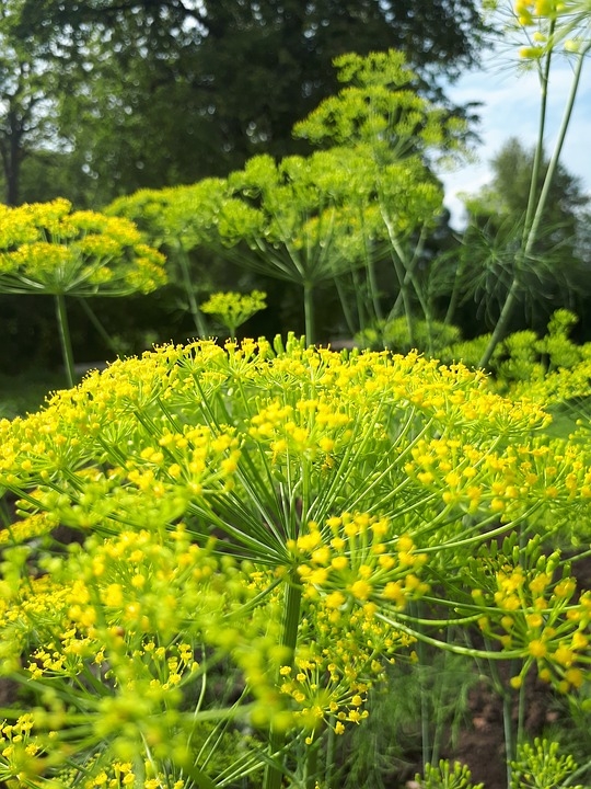 Aneth, Fenouil bâtard - Anethum graveolens - Le Jardin du Pic Vert