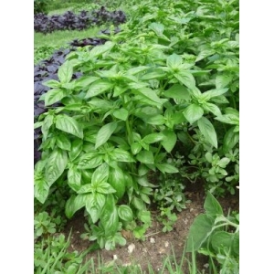 Basilics grand vert