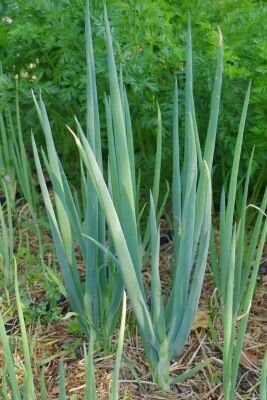 Ciboule ishikura long white