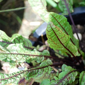 Oseille sanguine (plant)