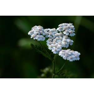 Achillée millefeuille