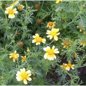 Chrysanthème comestible shungiku