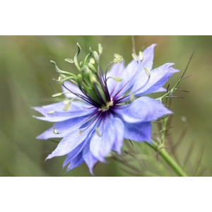 Nigelle de damas »nigella damascena »