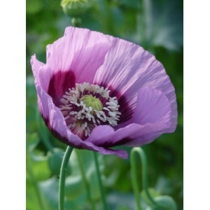 Pavot somnifère à fleurs simples