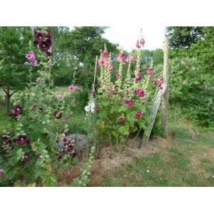 Rose trémière en mélange