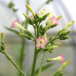Tabacs blonds de virginie «nicotiana tabacum »