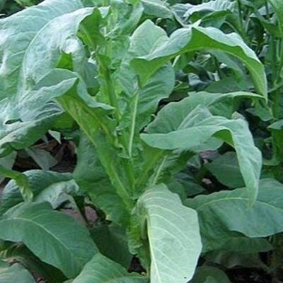 Tabacs gold leaf orinoco « nicotiana tabacum »