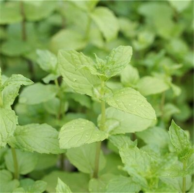 Menthe poivree (mentha x piperita)