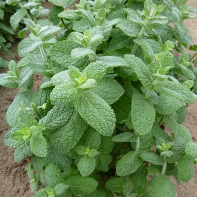 Menthe pomme (mentha rotundifolia)