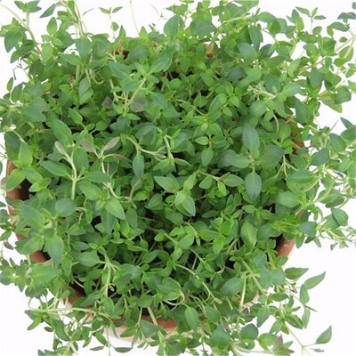 Thym commun « thymus vulgaris »