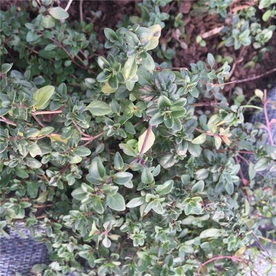 Thym serpolet « thymus serpyllum »