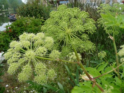 Angélique officinale