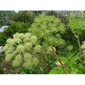 Angélique officinale