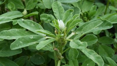 Fenugrec - 1 u - Le Semeur Bio - Locavor.fr