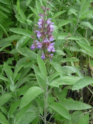 Sauge officinale