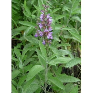 Sauge officinale